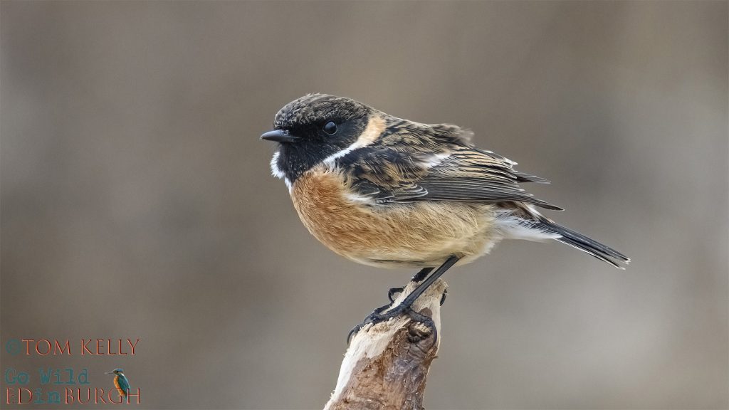Tom Kelly - Scottish Wildlife Photographer GoWildInEdinburgh.co.uk TomKelly.co.uk