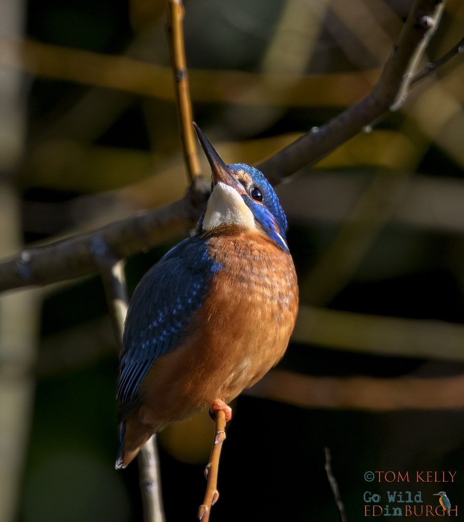 Tom Kelly - Scottish Wildlife Photographer GoWildInEdinburgh.co.uk TomKelly.co.uk