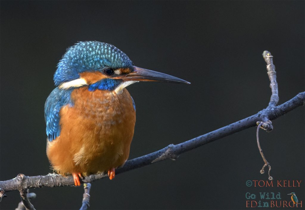 Tom Kelly - Scottish Wildlife Photographer GoWildInEdinburgh.co.uk TomKelly.co.uk