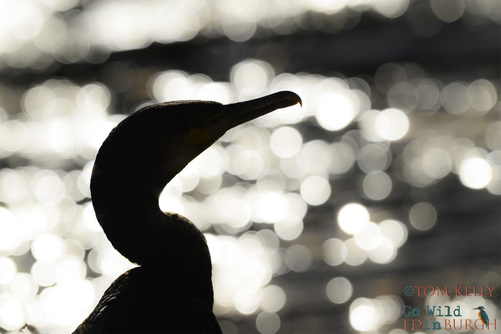 Tom Kelly - Scottish Wildlife Photographer GoWildInEdinburgh.co.uk TomKelly.co.uk