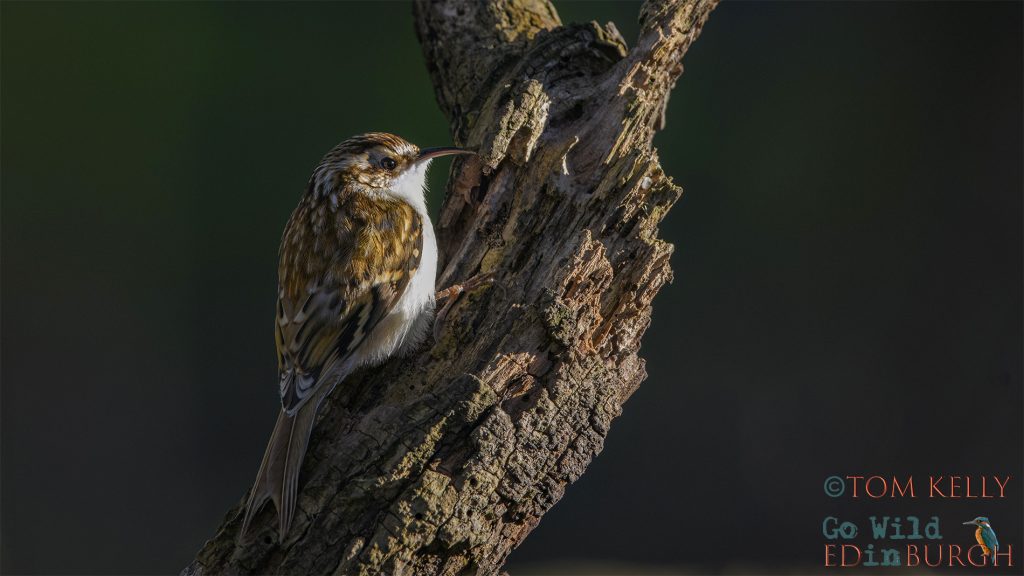 Tom Kelly - Scottish Wildlife Photographer GoWildInEdinburgh.co.uk TomKelly.co.uk