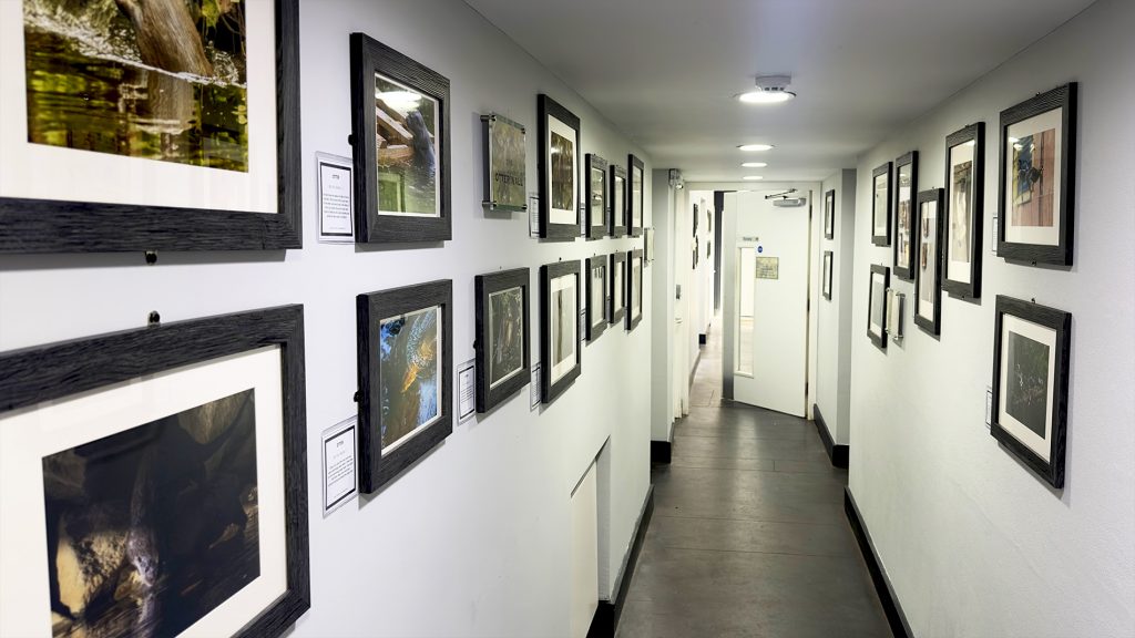 wildlife photography exhibition by Tom Kelly