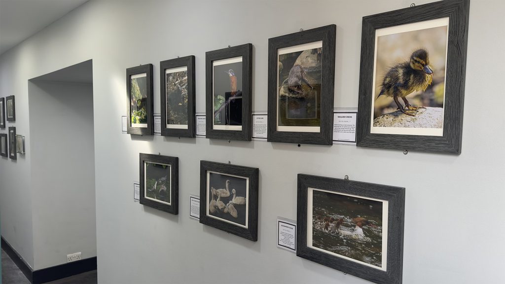 wildlife photography exhibition by Tom Kelly