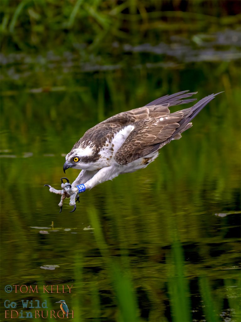 Osprey on the hunt - by Tom Kelly