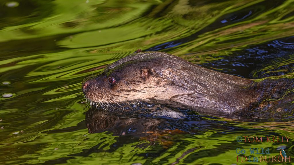 Urban Otter - Edinburgh