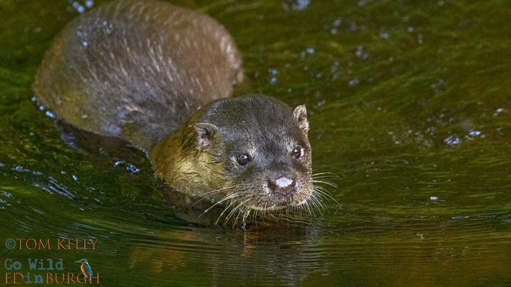 Otter - Urban Wildlife, Edinburgh