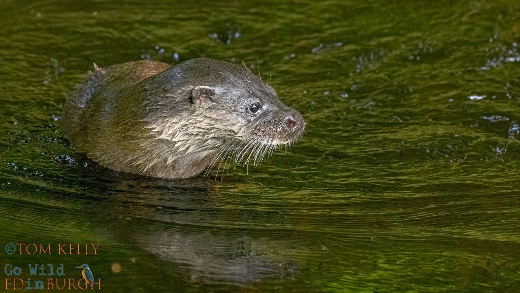Otter - Urban Wildlife Edinburgh